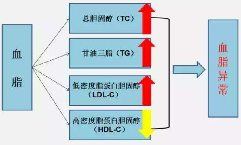 红杉健康小课堂(第2期)——血脂是什么? 红杉健康小课堂(第2期)——血脂是什么?