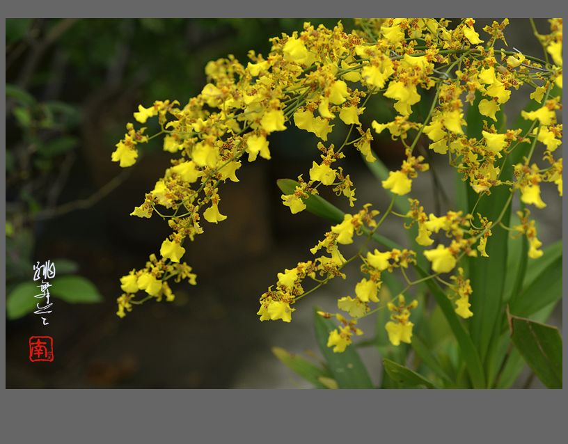 这些带“兰”的花花，十分适合打扮家