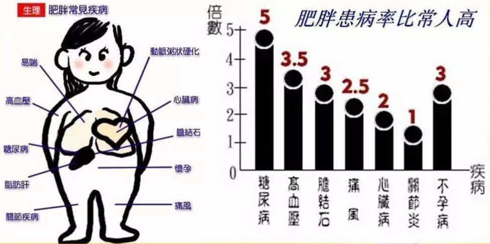 红杉健康小课堂(第3期)——关于肥胖 红杉健康小课堂(第3期)——关于肥胖