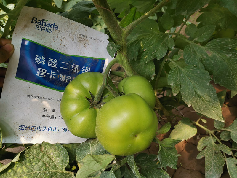 番茄的需肥规律是什么？有什么施肥要领？