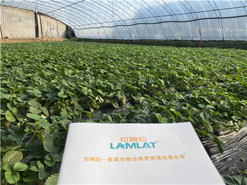 草莓用什么水溶肥好 草莓用什么水溶肥好