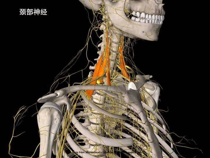 瑜伽练习 肩部疼痛需要力量的稳定 瑜伽练习 肩部疼痛需要力量的稳定