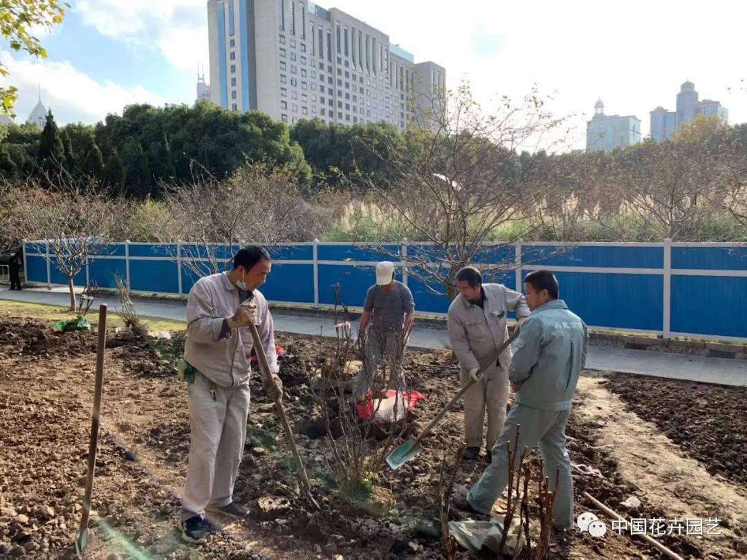 洛阳牡丹落户上海标志景点 传播牡丹文化 添彩豫沪合作 