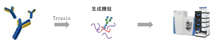 糖肽解析 糖肽解析