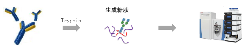 糖肽解析