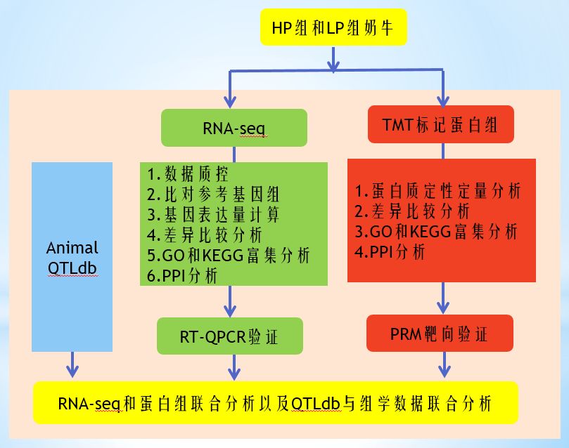 客户文献 | 比较转录组学和蛋白质组学分析鉴定了中国荷斯坦奶牛与乳脂性状相关的关键基因 客户文献 | 比较转录组学和蛋白质组学分析鉴定了中国荷斯坦奶牛与乳脂性状相关的关键基因
