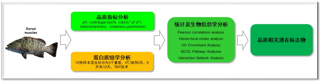 客户文献 | TMT定量蛋白组学分析石斑鱼冷藏过程中质量劣化的相关蛋白质 客户文献 | TMT定量蛋白组学分析石斑鱼冷藏过程中质量劣化的相关蛋白质