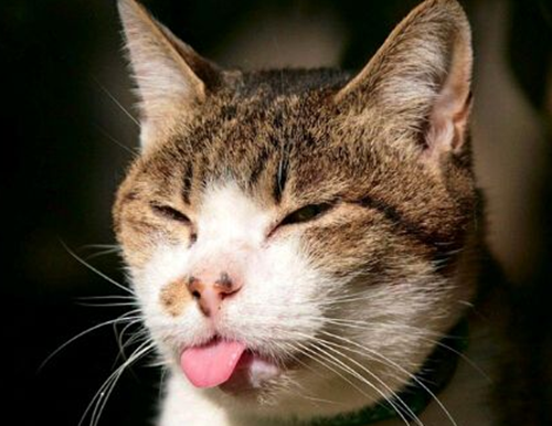 科普篇 | 猫狗口臭可能是生病？还可能致命！