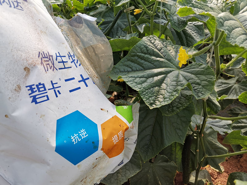 黄瓜怎样使用冲施肥