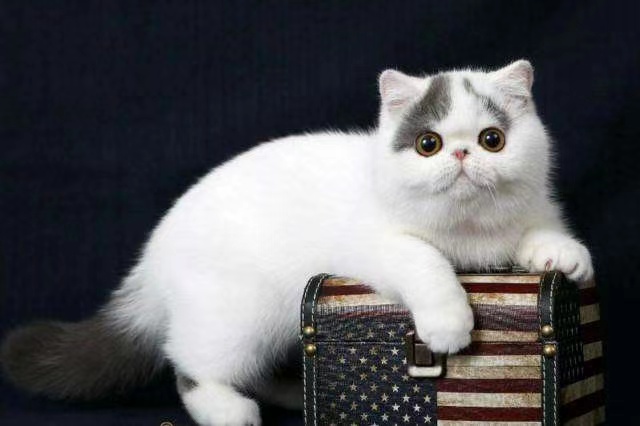 科普篇 | 冬日里,猫流感又蹭蹭涨了... 科普篇 | 冬日里,猫流感又蹭蹭涨了...