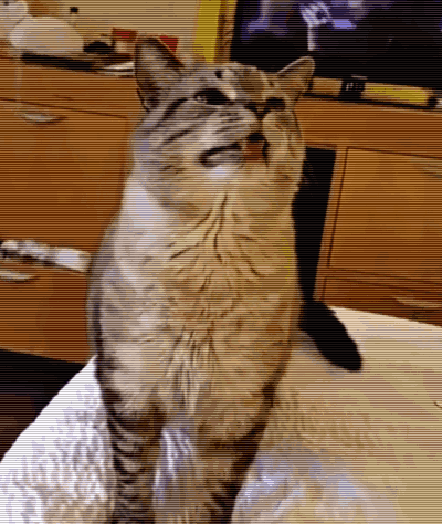 科普篇 | 冬日里,猫流感又蹭蹭涨了... 科普篇 | 冬日里,猫流感又蹭蹭涨了...