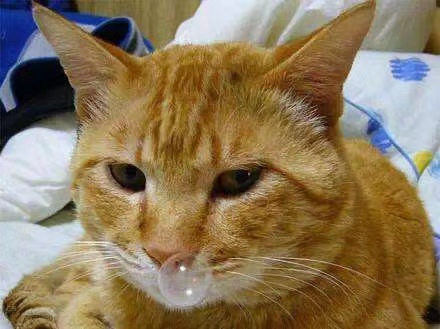 科普篇 | 冬日里,猫流感又蹭蹭涨了... 科普篇 | 冬日里,猫流感又蹭蹭涨了...