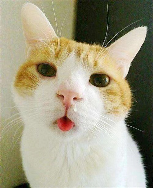 科普篇 | 冬日里,猫流感又蹭蹭涨了... 科普篇 | 冬日里,猫流感又蹭蹭涨了...