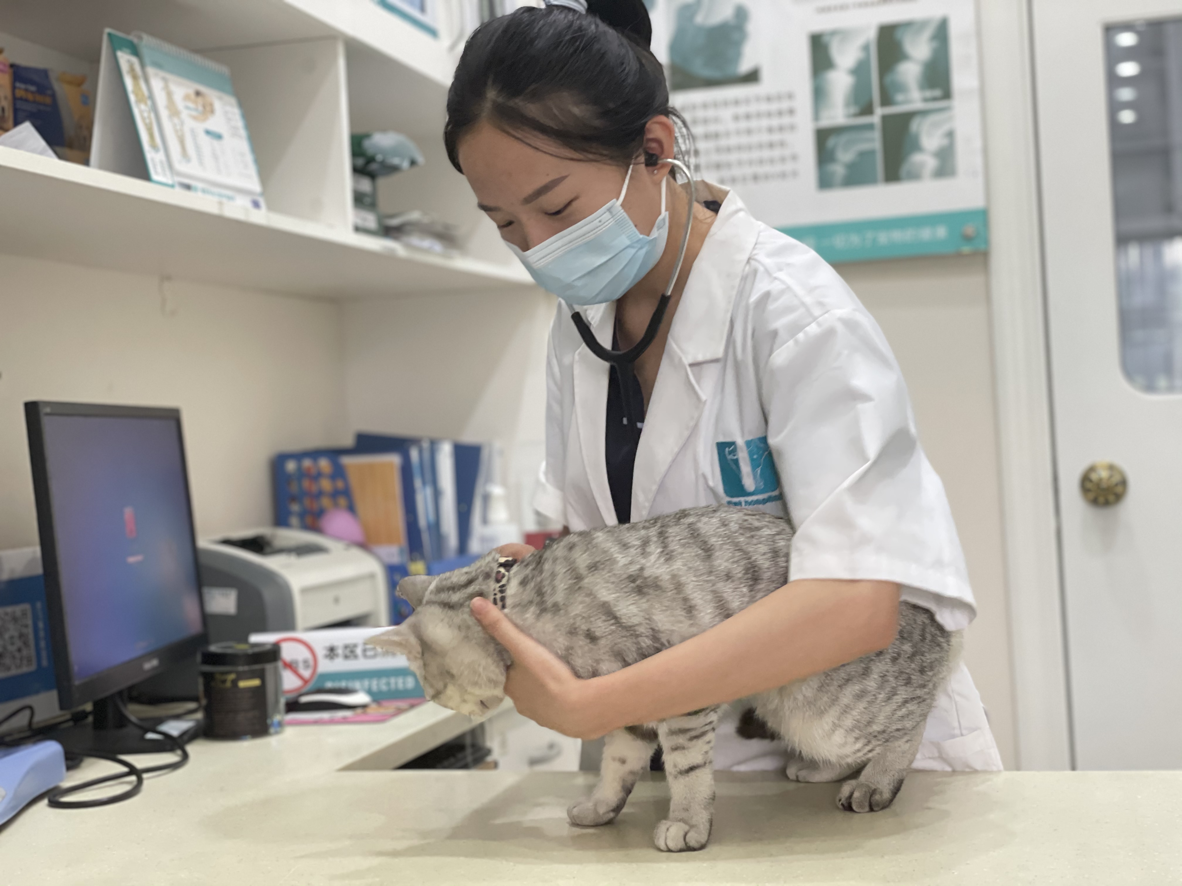 科普篇 | 冬日里,猫流感又蹭蹭涨了... 科普篇 | 冬日里,猫流感又蹭蹭涨了...