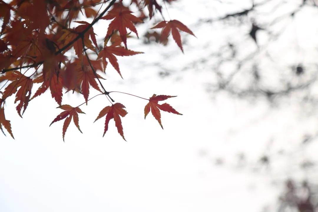 【葆蒂兰国际|美地港医疗资讯】“爱在冬季•美丽如初”美地港南太湖生命谷健康旅行季第17季圆满结束！