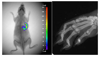 小動物活體影像系統-Berthold NightOWL in vivo Imaging System