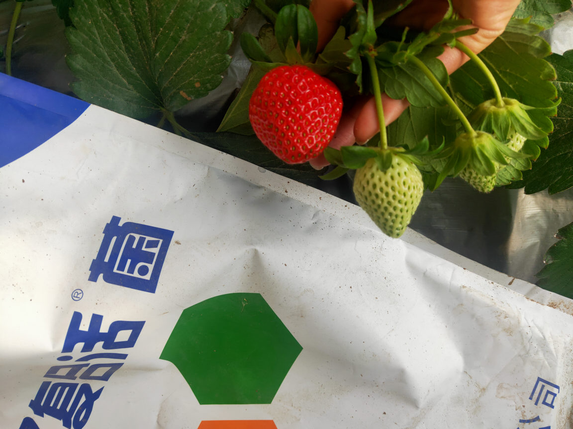 草莓肥料用什么好？
