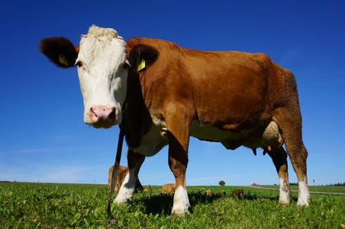 冰冻牛羊肉进口清关 冰冻牛羊肉进口清关