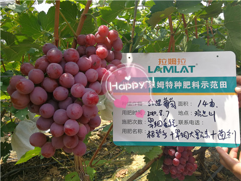 水溶肥这样选,葡萄高产错不了 水溶肥这样选,葡萄高产错不了