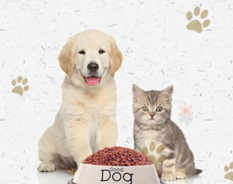 宠物医生咨询详解:猫咪半夜嚎叫一定是发情吗 宠物医生咨询详解:猫咪半夜嚎叫一定是发情吗