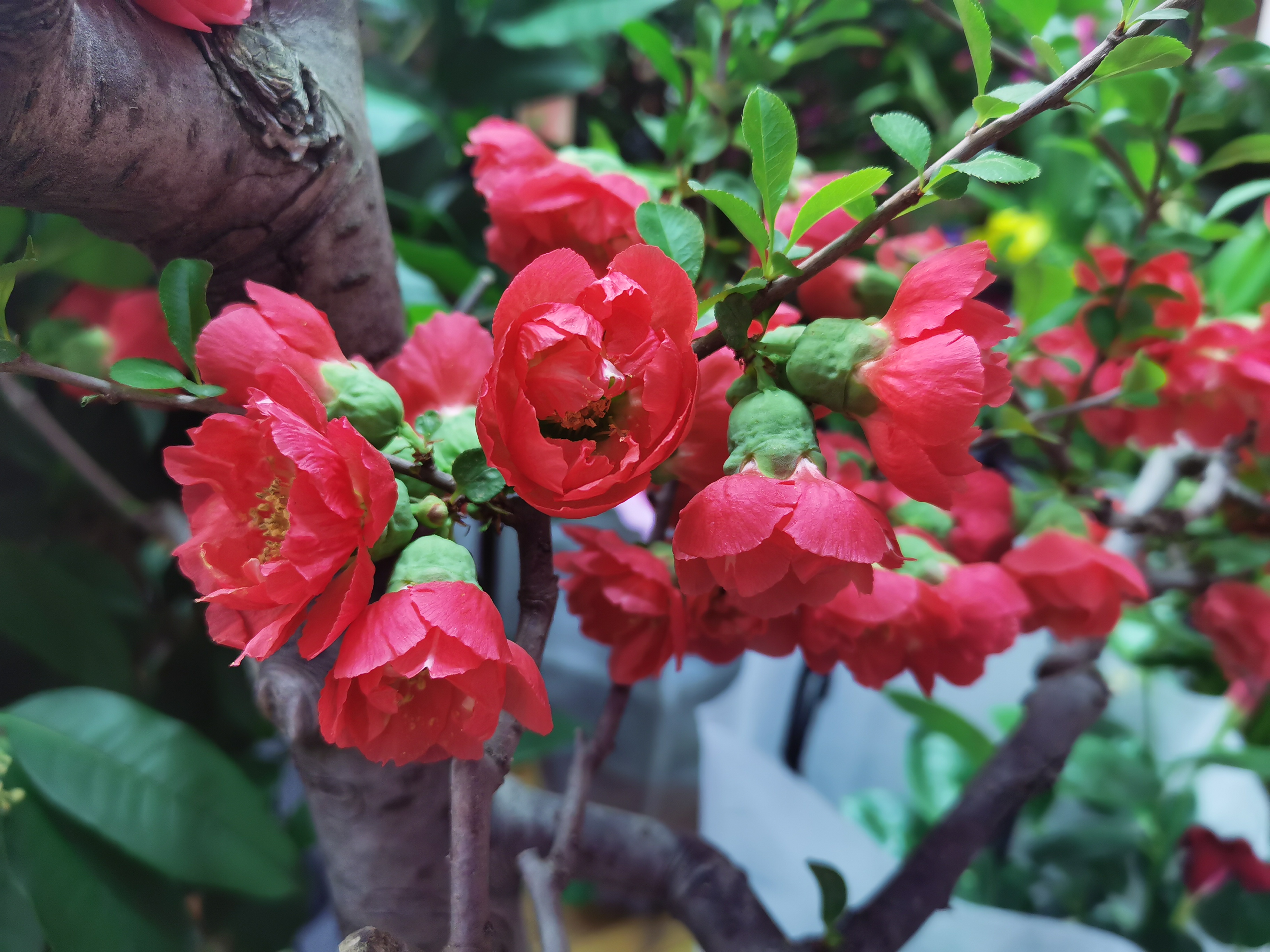 陈砦花卉·早春小景，不负时光