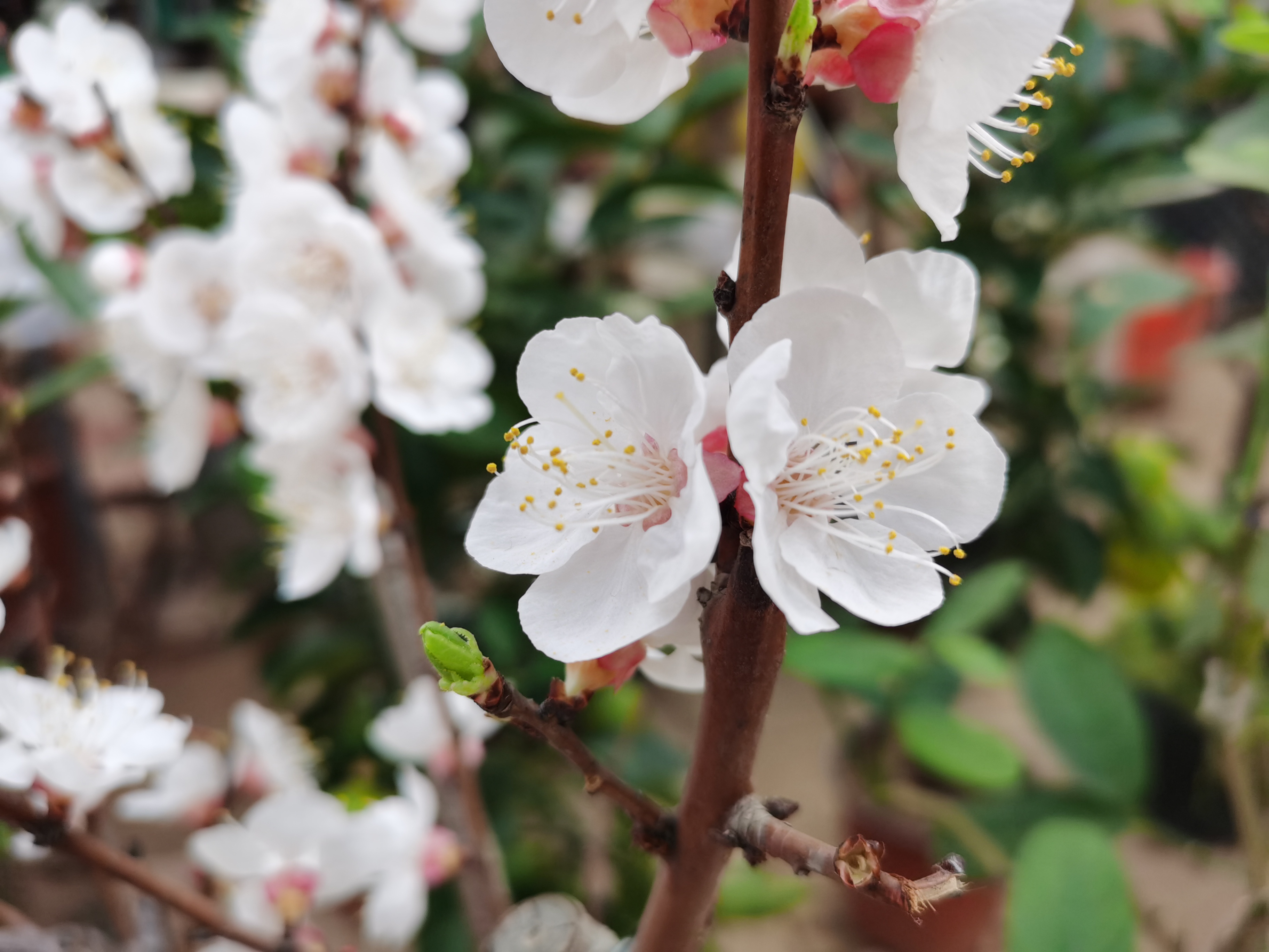 陈砦花卉·早春小景，不负时光