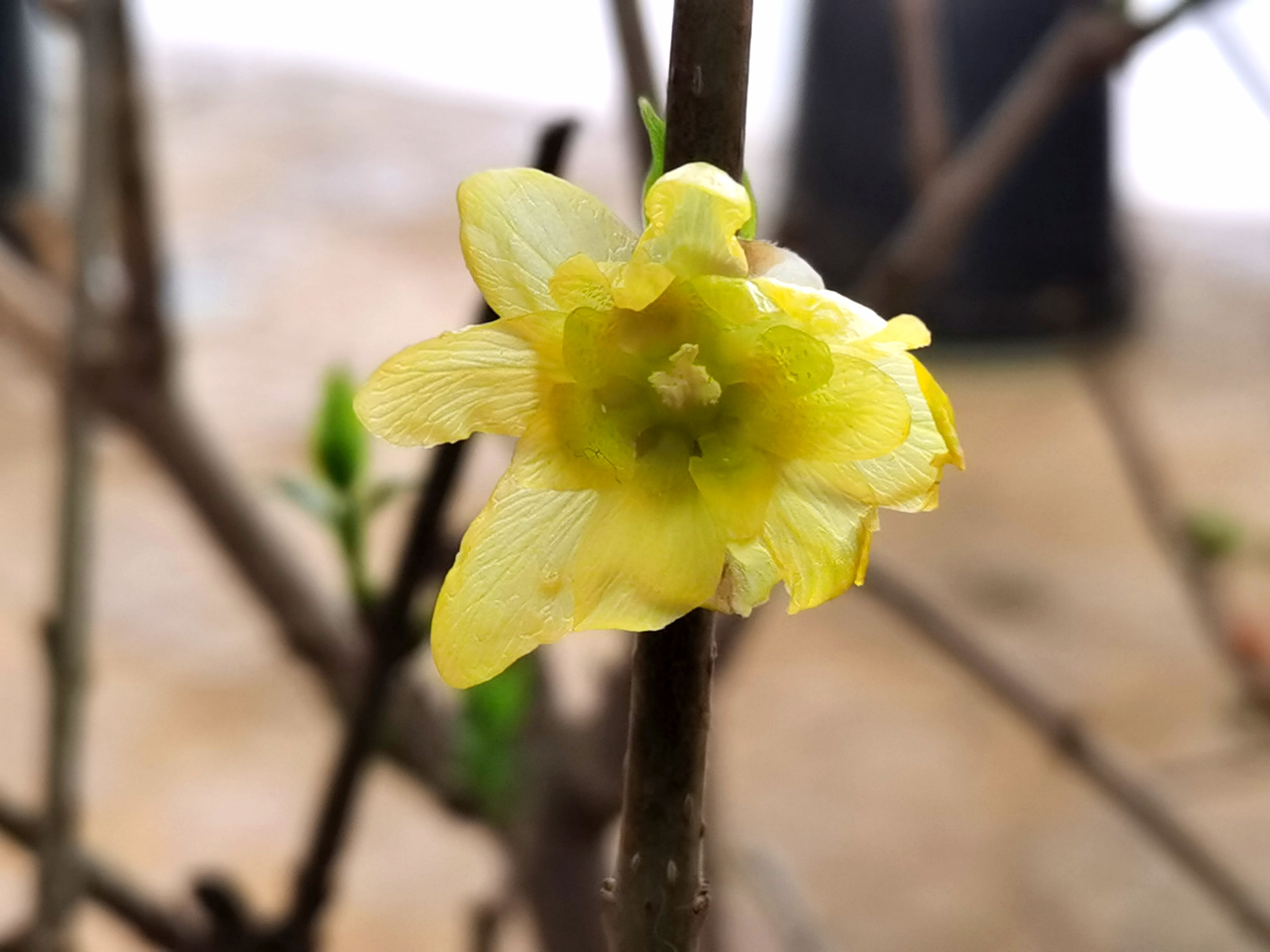 陈砦花卉·早春小景，不负时光