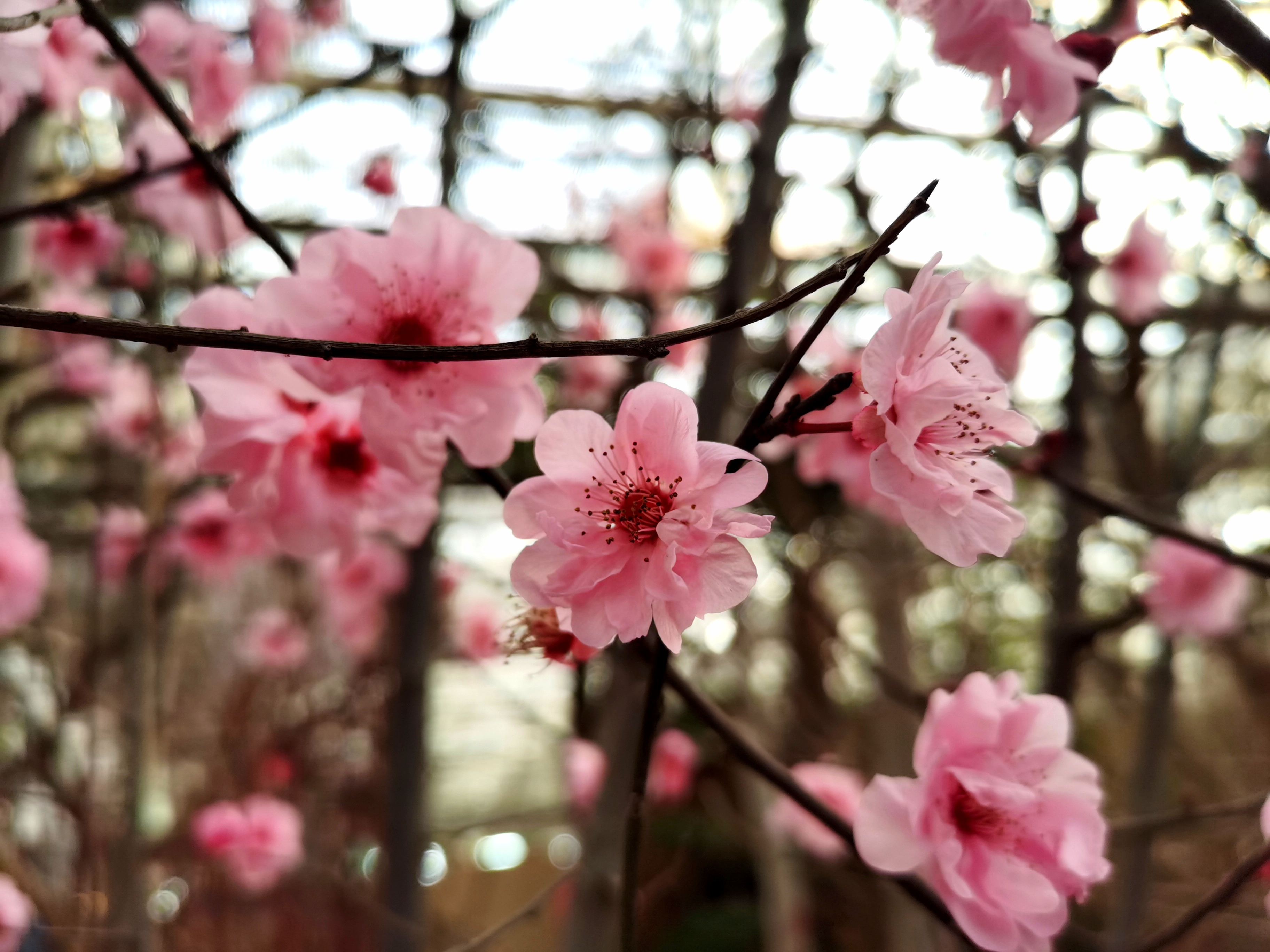 陈砦花卉·早春小景，不负时光