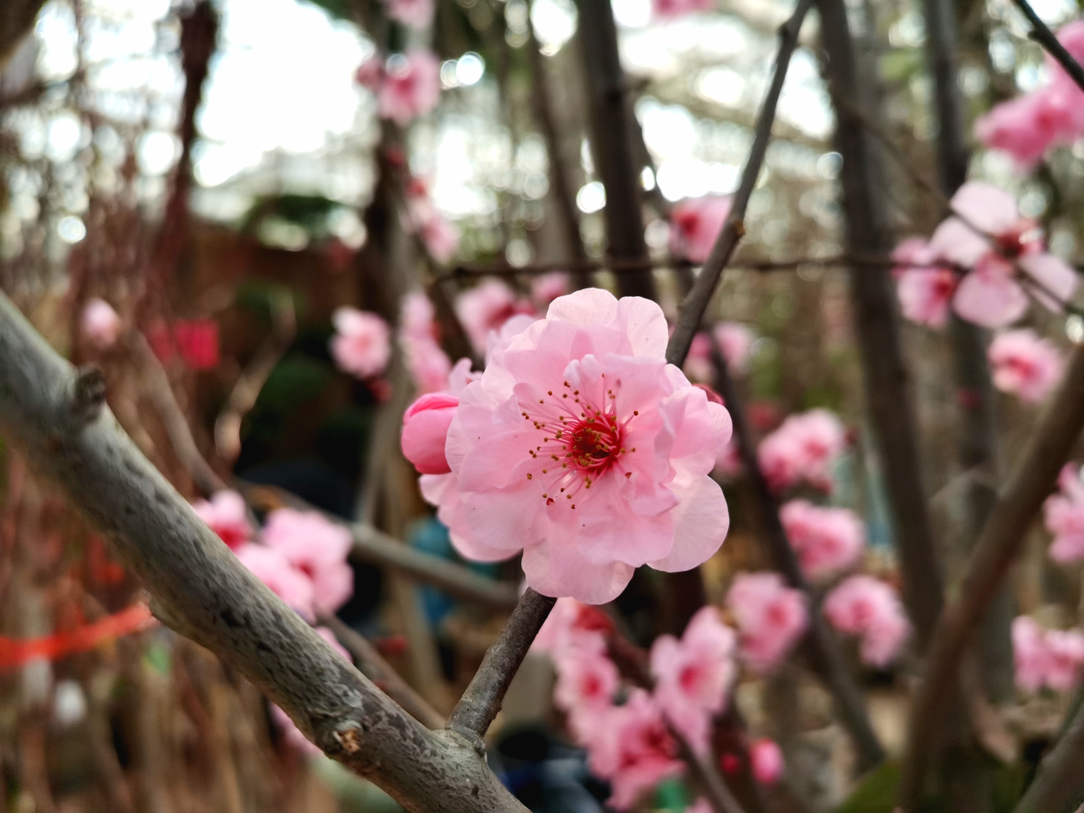 陈砦花卉·早春小景，不负时光