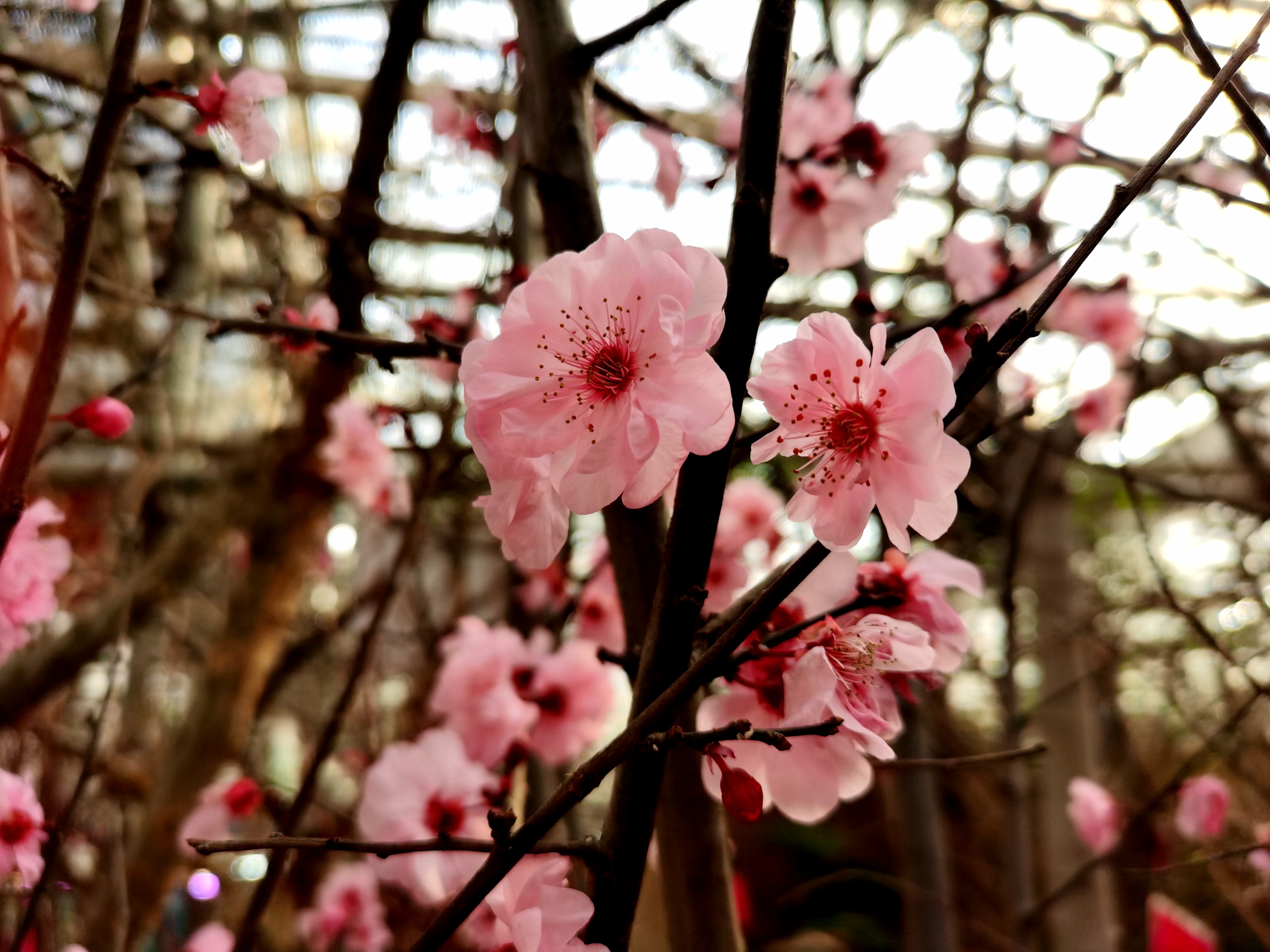 陈砦花卉·早春小景，不负时光