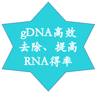 基因组DNA（gDNA）去除试剂盒