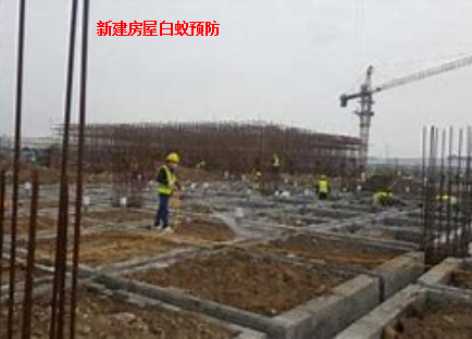 青盾环境科学-建筑白蚁防治案例