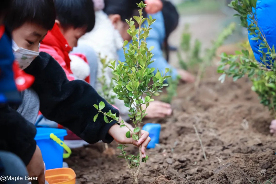 Arbor Day植树节：一次探索自然生命的教育契机