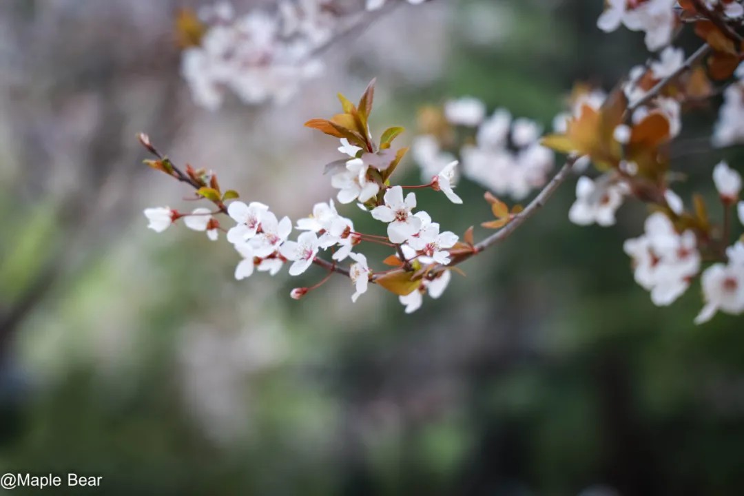 Arbor Day植树节：一次探索自然生命的教育契机