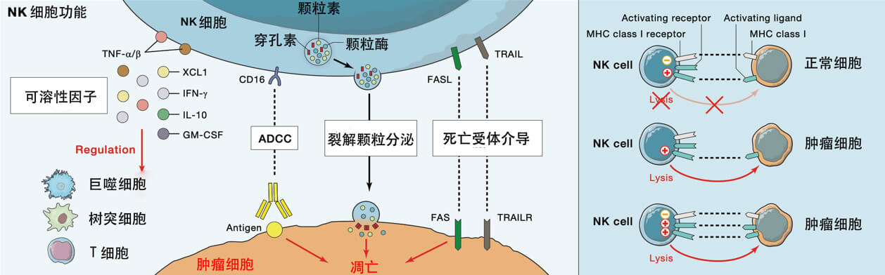 一文解读nk细胞 上海儒百生物科技有限公司