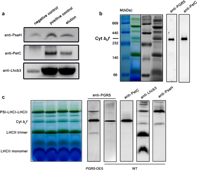 The key cyclic electron flow protein PGR5 associates with cytochrome b6f, and its function is partia The key cyclic electron flow protein PGR5 associates with cytochrome b6f, and its function is partia