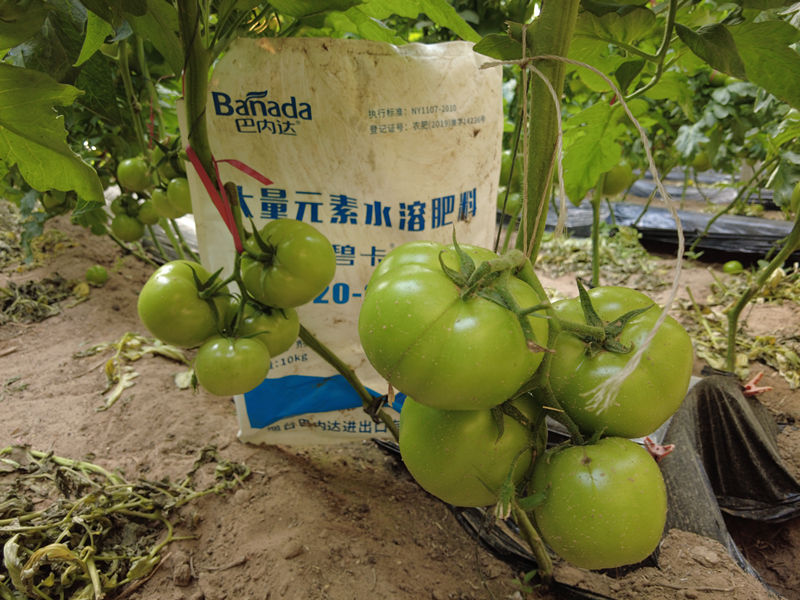 進口水溶肥哪個廠家好