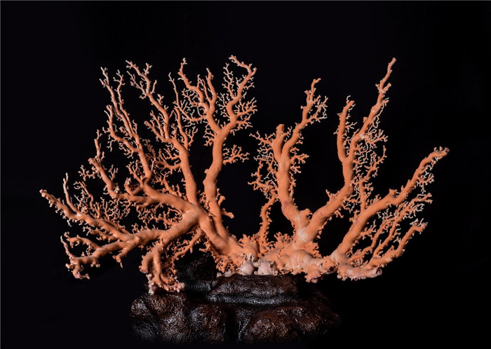 珍稀珊瑚大型专题展即将在深圳启幕