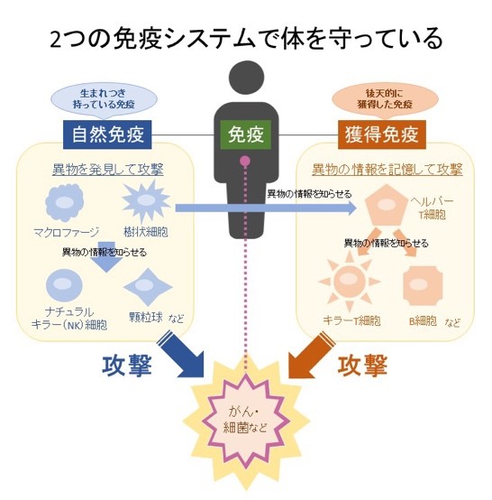 癌细胞是父母无法控制不孝顺的孩子应该怎么办呢 采访癌抗原 Wt1 Wt1肽 第一人 日本大阪大学杉山治夫教授札记 免疫