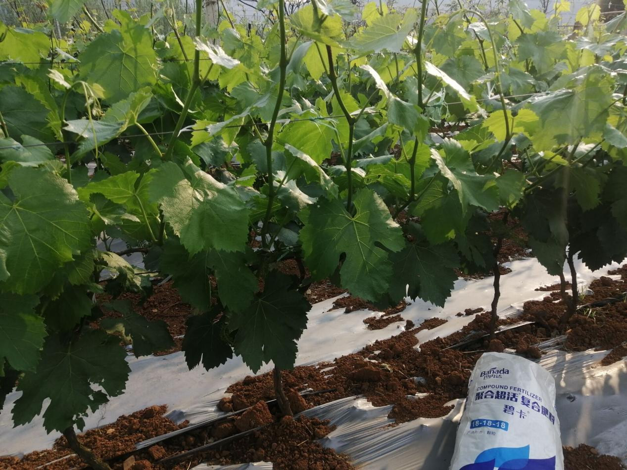 葡萄生长需要什么肥料