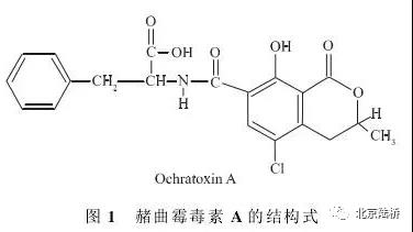 真菌毒素检测技术——赭曲霉毒素A篇