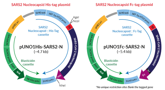 InvivoGen新品—新冠Nucleocapsid/Spike表达质粒及Nucleocapsid/Spike S1蛋白