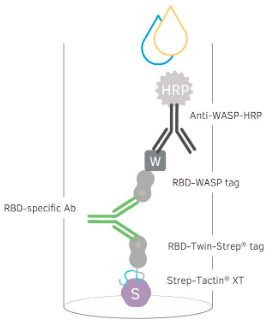 Mabtech新品-SARS-CoV-2受体结合区域（RBD）抗体检测试剂盒