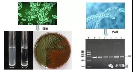 浅谈微生物检测中的分子生物学