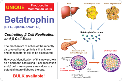 重组β细胞营养因子(Betatrophin)——助您的研究领先一步！