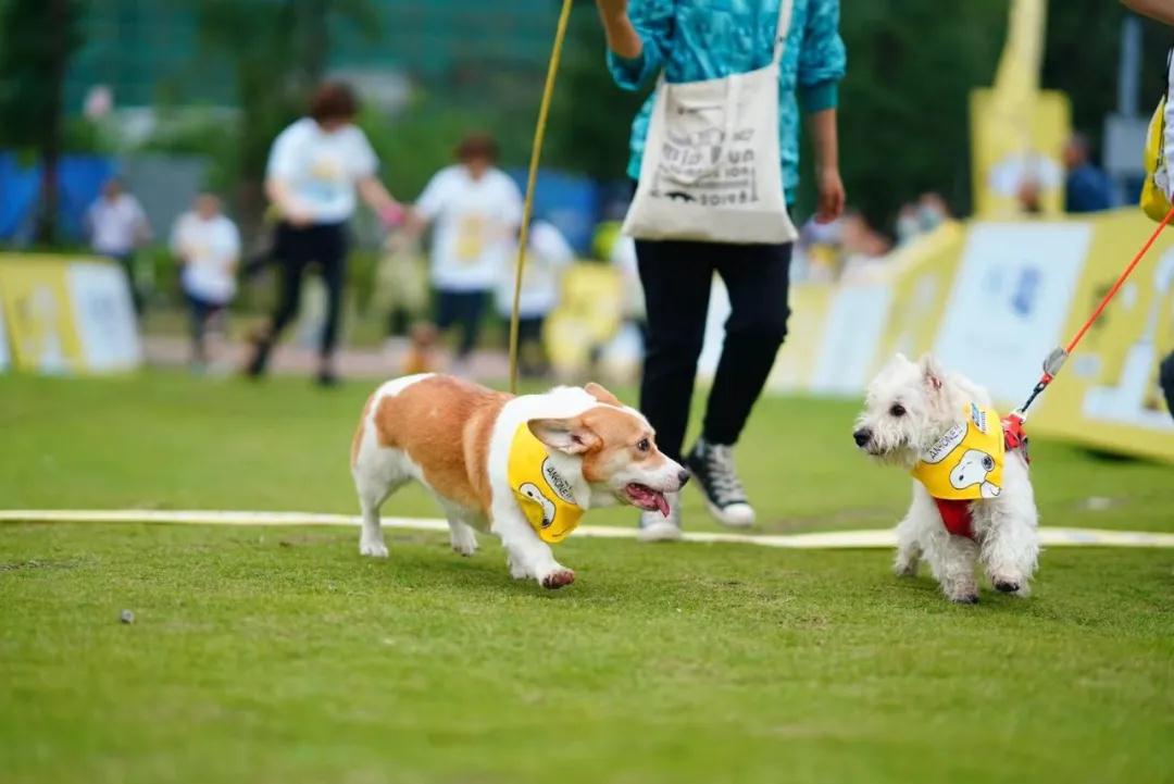 探索資訊 | 2021史努比歡樂跑嘉年華【成都站】；報名專屬福利有??！