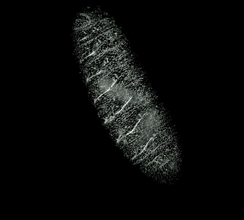 Lattice Lightsheet 7 晶格层光显微镜