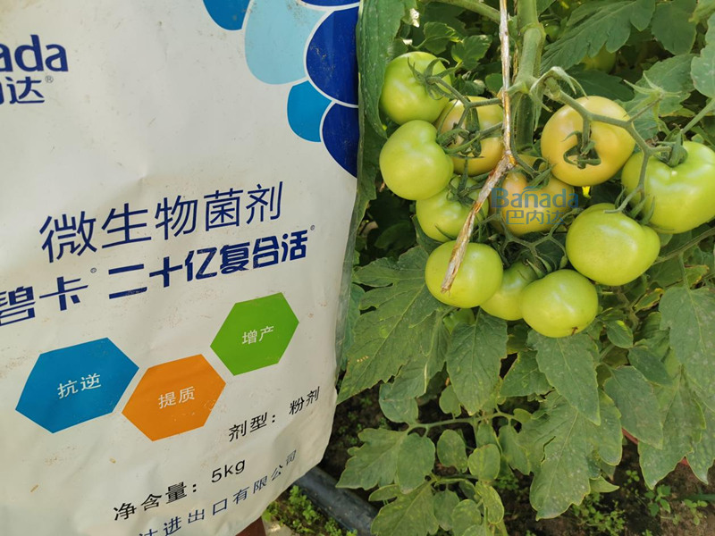 微生物菌劑作用大，你知道是什么嗎？