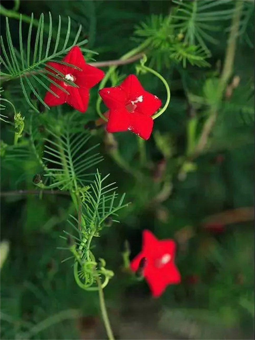 常见爬藤植物，花开便成瀑布，美极了