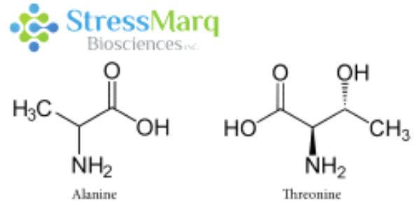 StressMarq推出新品A53T突变型α-突触核蛋白